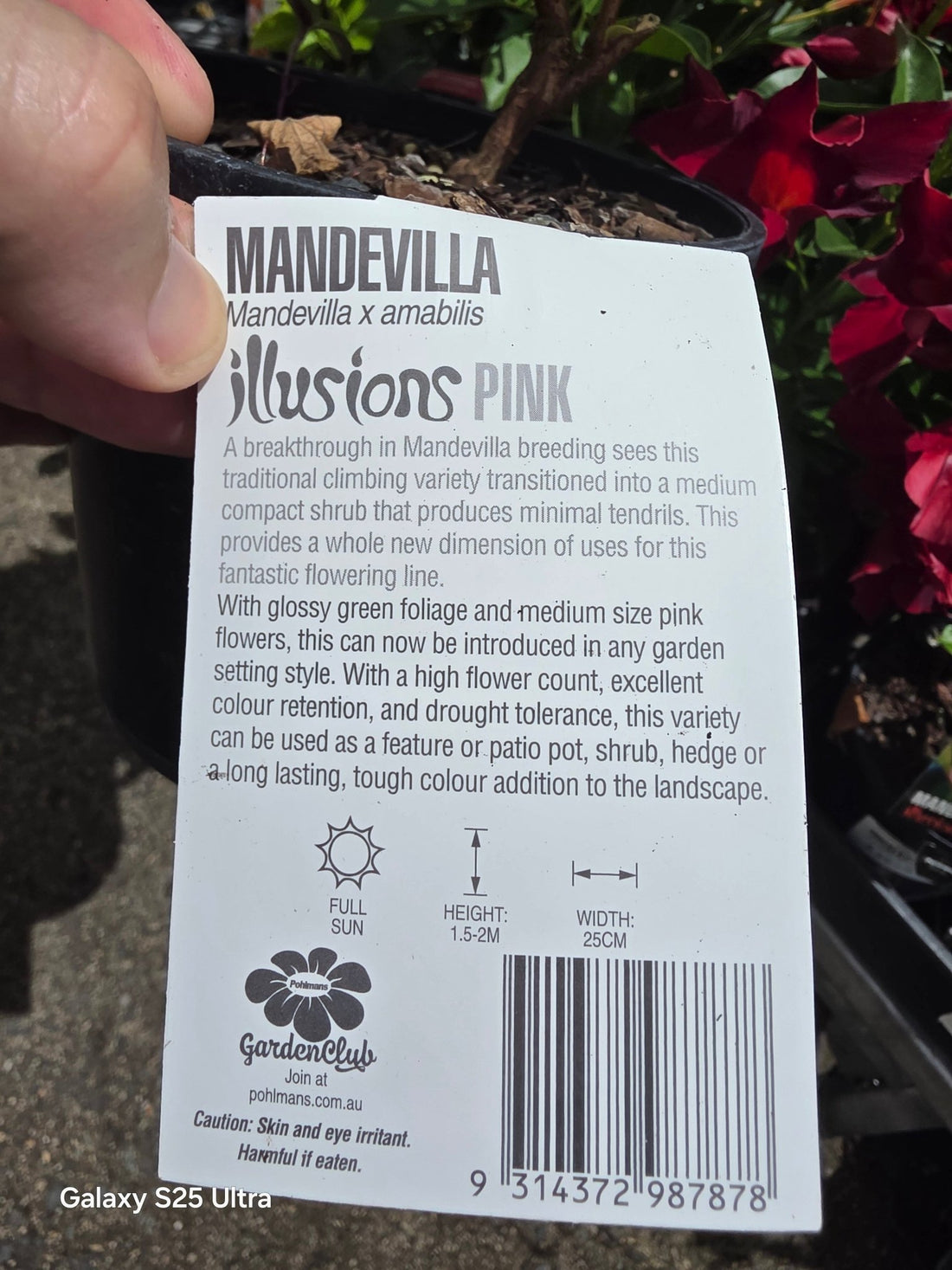 Mandevilla Illusions Pink - Ladybird Nursery