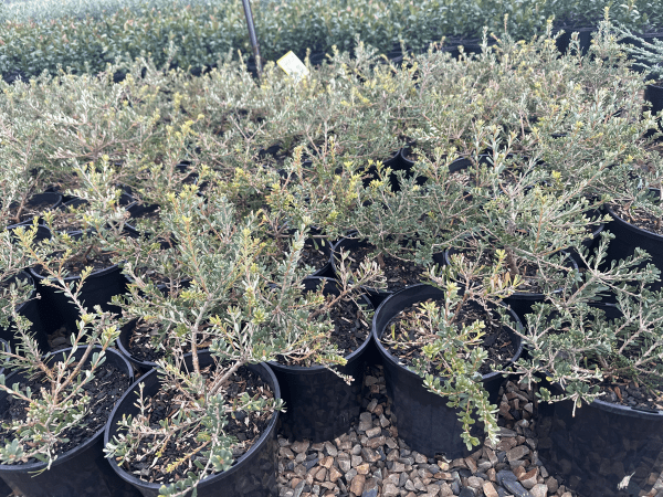 Dwarf Banksia marginata 'Mini Marge' - Large - Ladybird Nursery