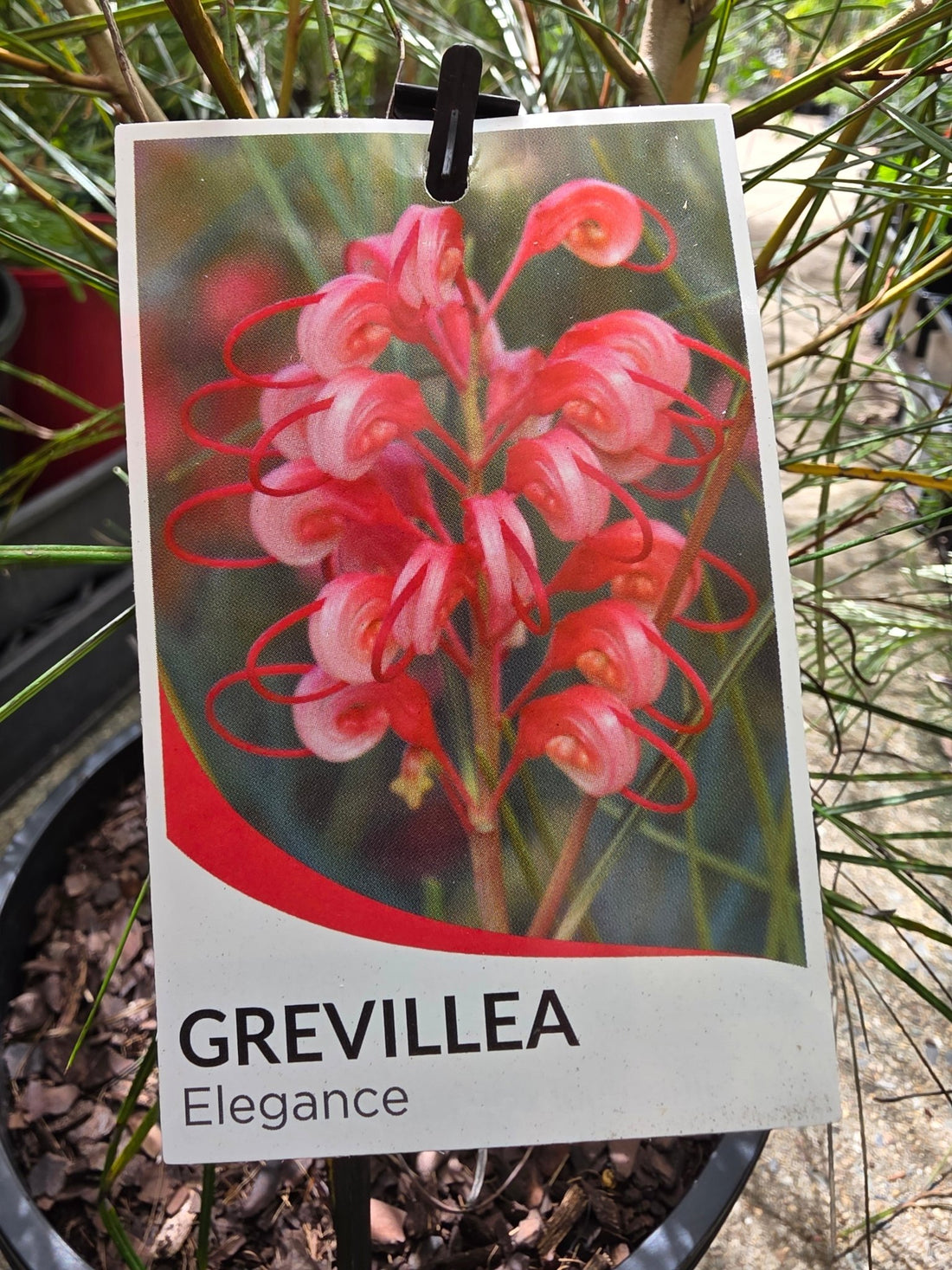 Grevillea 'Elegance' - Ladybird Nursery