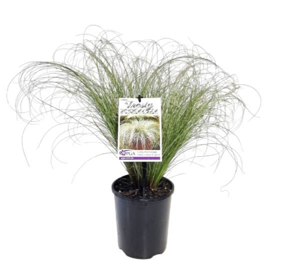 Carex 'Frosty Fountain' - Ladybird Nursery
