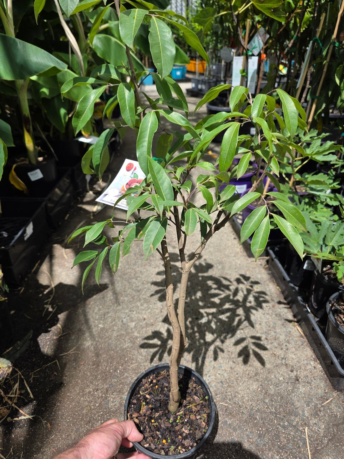 Lychee 'Sue Lin San' (Seedless Lychee) - Ladybird Nursery