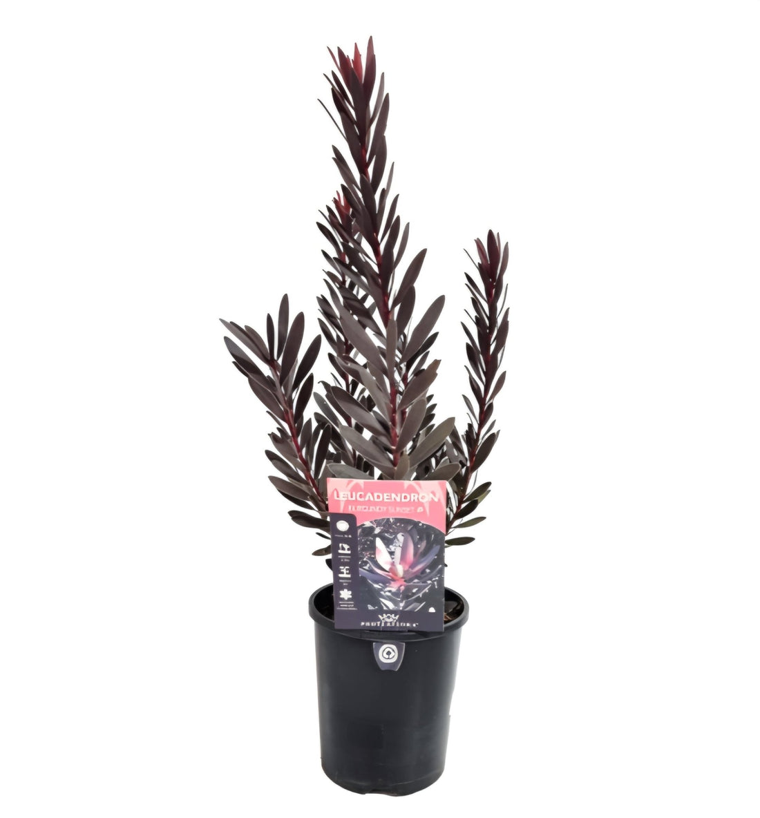Leucadendron 'Burgundy Sunset' - Ladybird Nursery