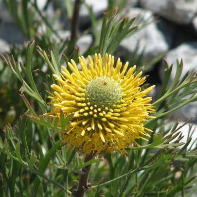 Isopogon 'Little Drumsticks' - Large - Ladybird Nursery