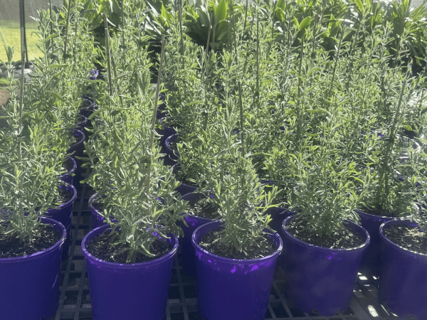 Lavender ‘French’ - Large