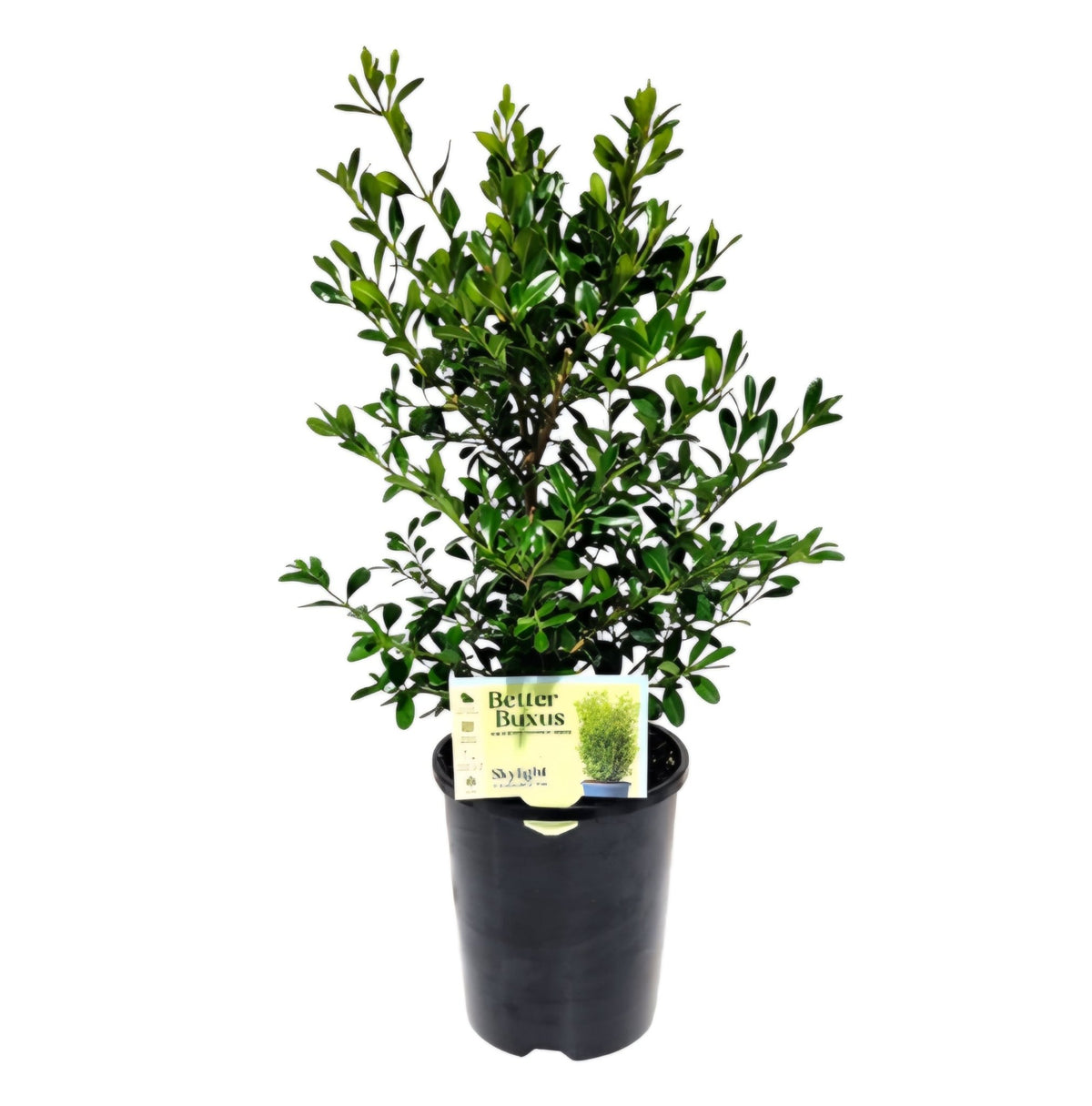 Buxus 'Better Buxus' SKYLIGHT - Ladybird Nursery