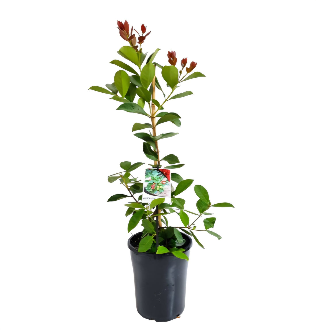 Guava 'Red Cherry' (Strawberry) 165mm/180 Pot - Ladybird Nursery