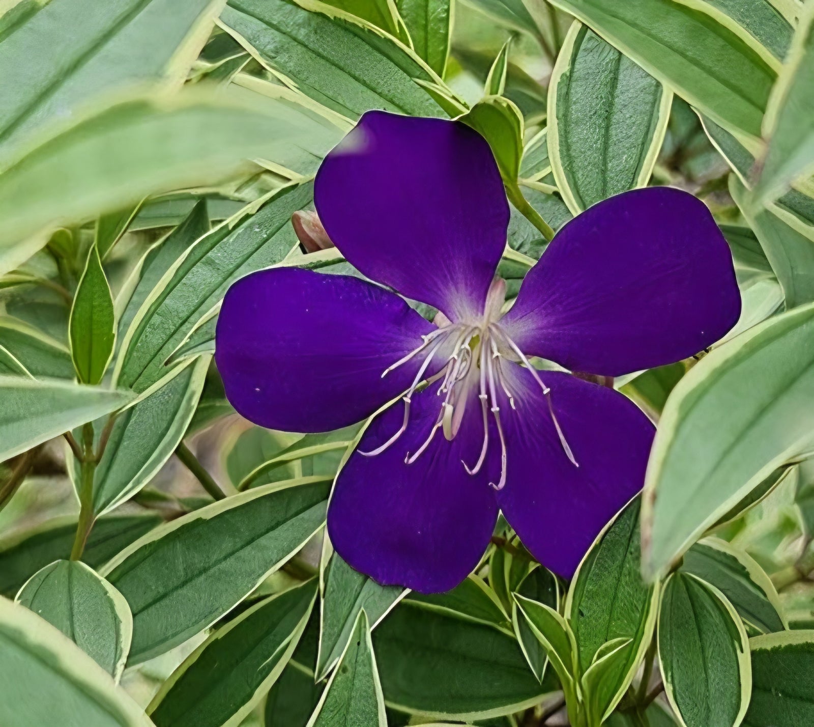 Tibouchina Melodie (Tibouchina) - Ladybird Nursery