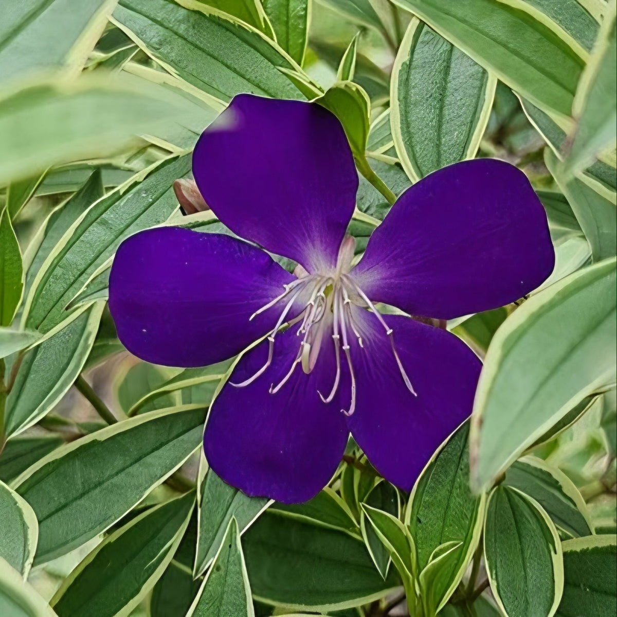 Tibouchina Melodie (Tibouchina) - Ladybird Nursery