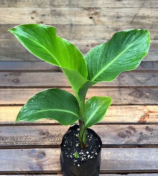 Arrowroot (Canna edulis) - Ladybird Nursery