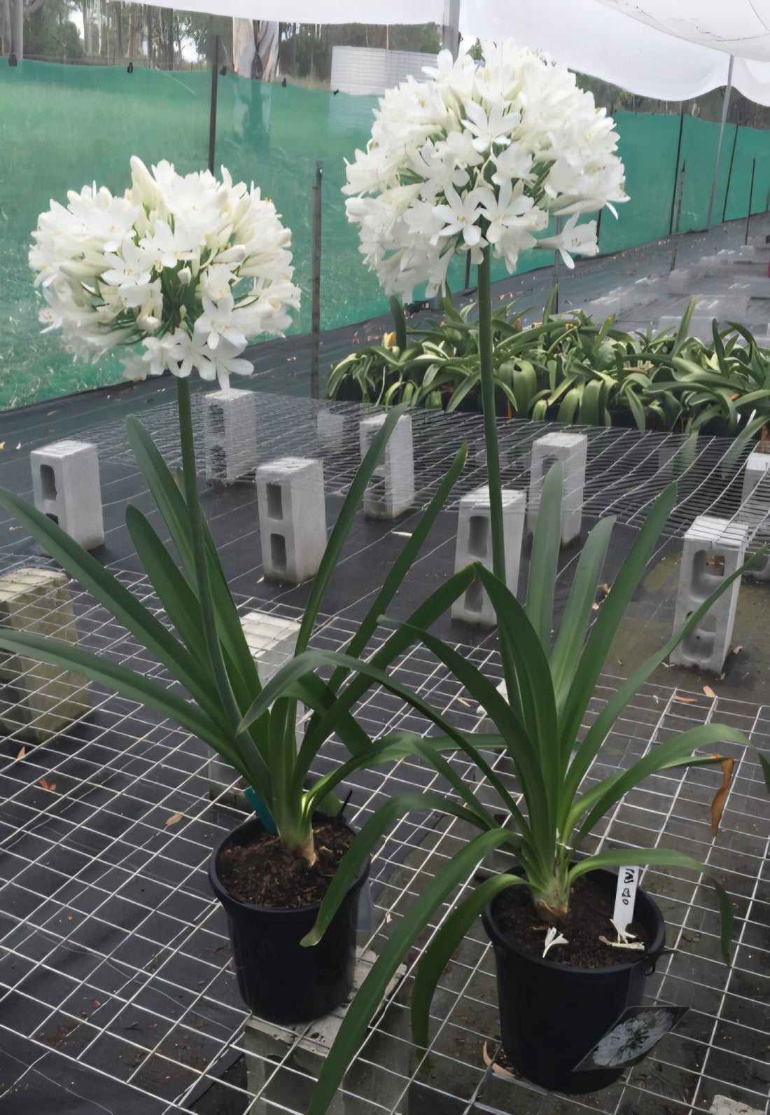 Agapanthus 'River Garden White' - Ladybird Nursery