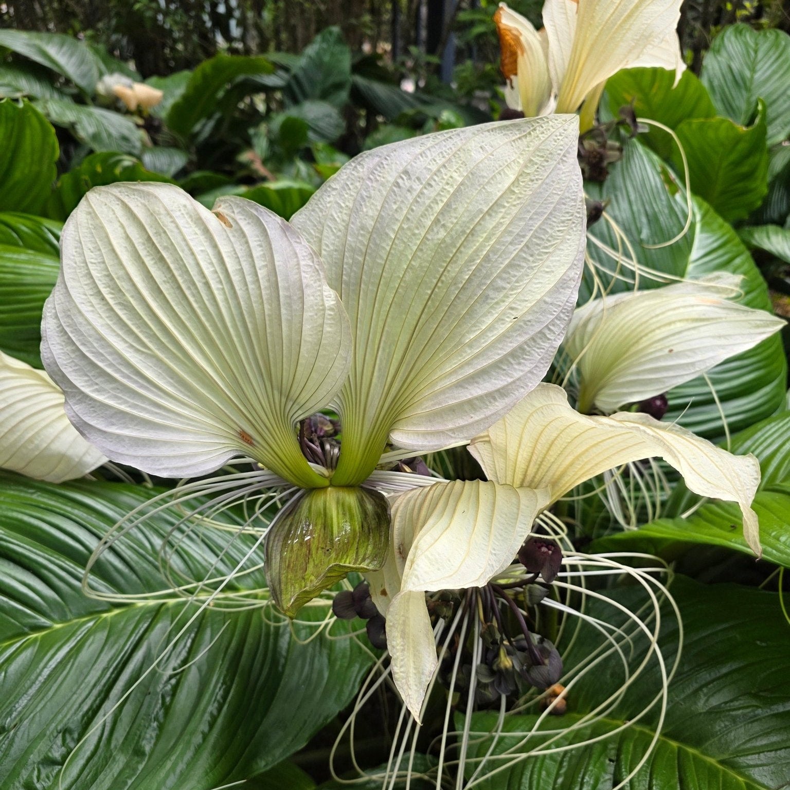 White Bat Plant (Tacca chantrieri) - Ladybird Nursery