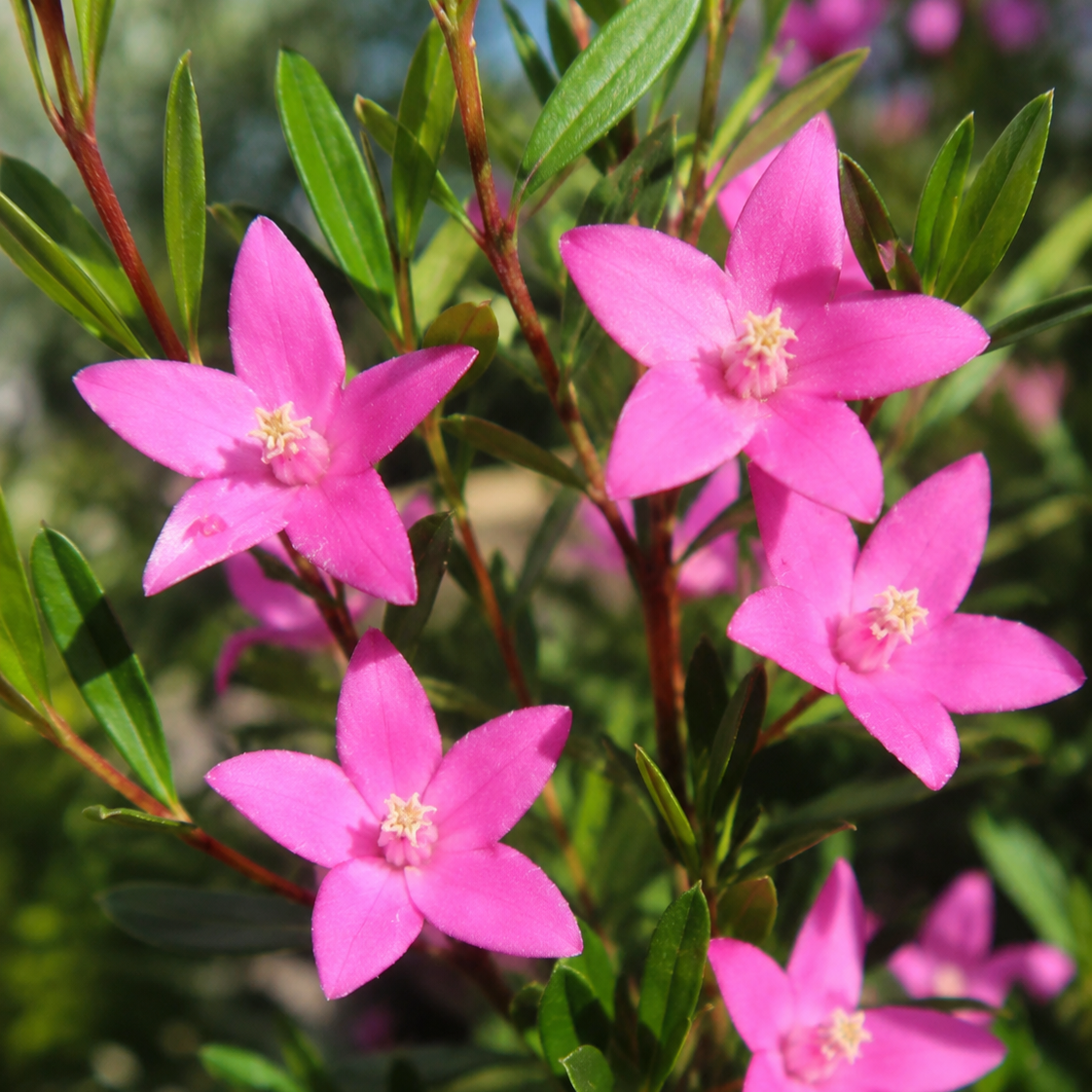 Crowea 'Little Rockstar' - Ladybird Nursery