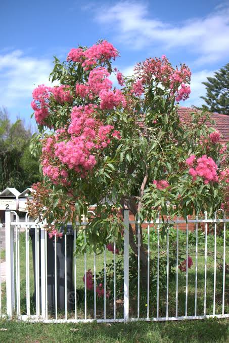 Dwarf Eucalyptus ‘Summer Beauty’ (Corymbia ficifolia) - Ladybird Nursery