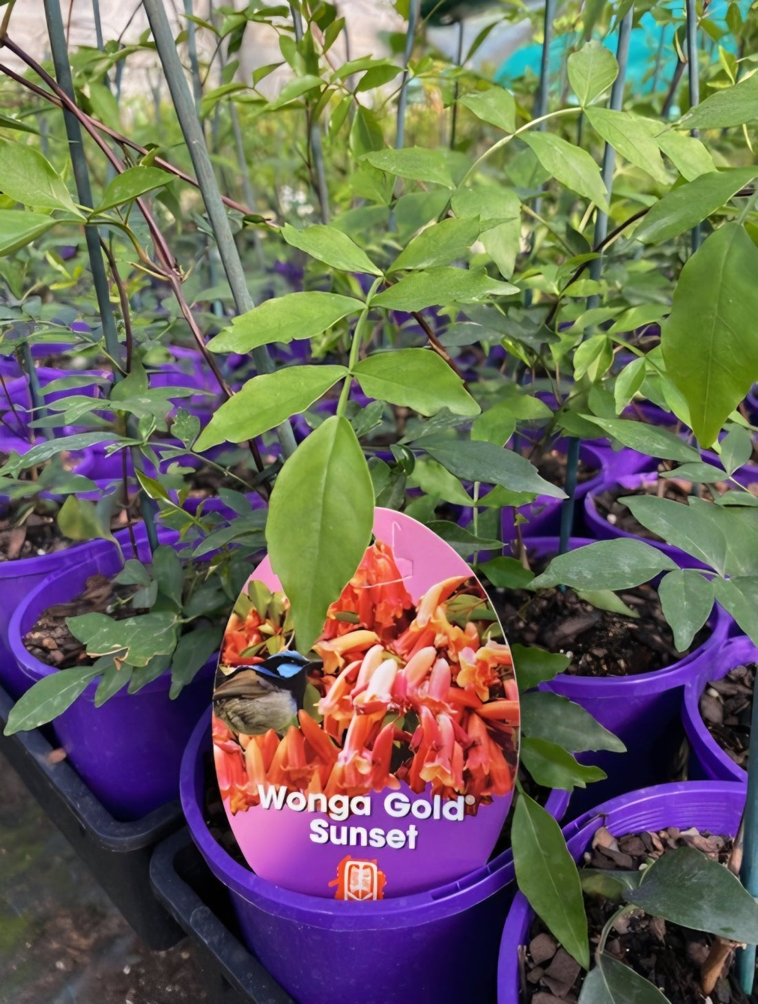 Pandorea 'Wonga Gold Sunset' (Pandorea pandorana) - Ladybird Nursery