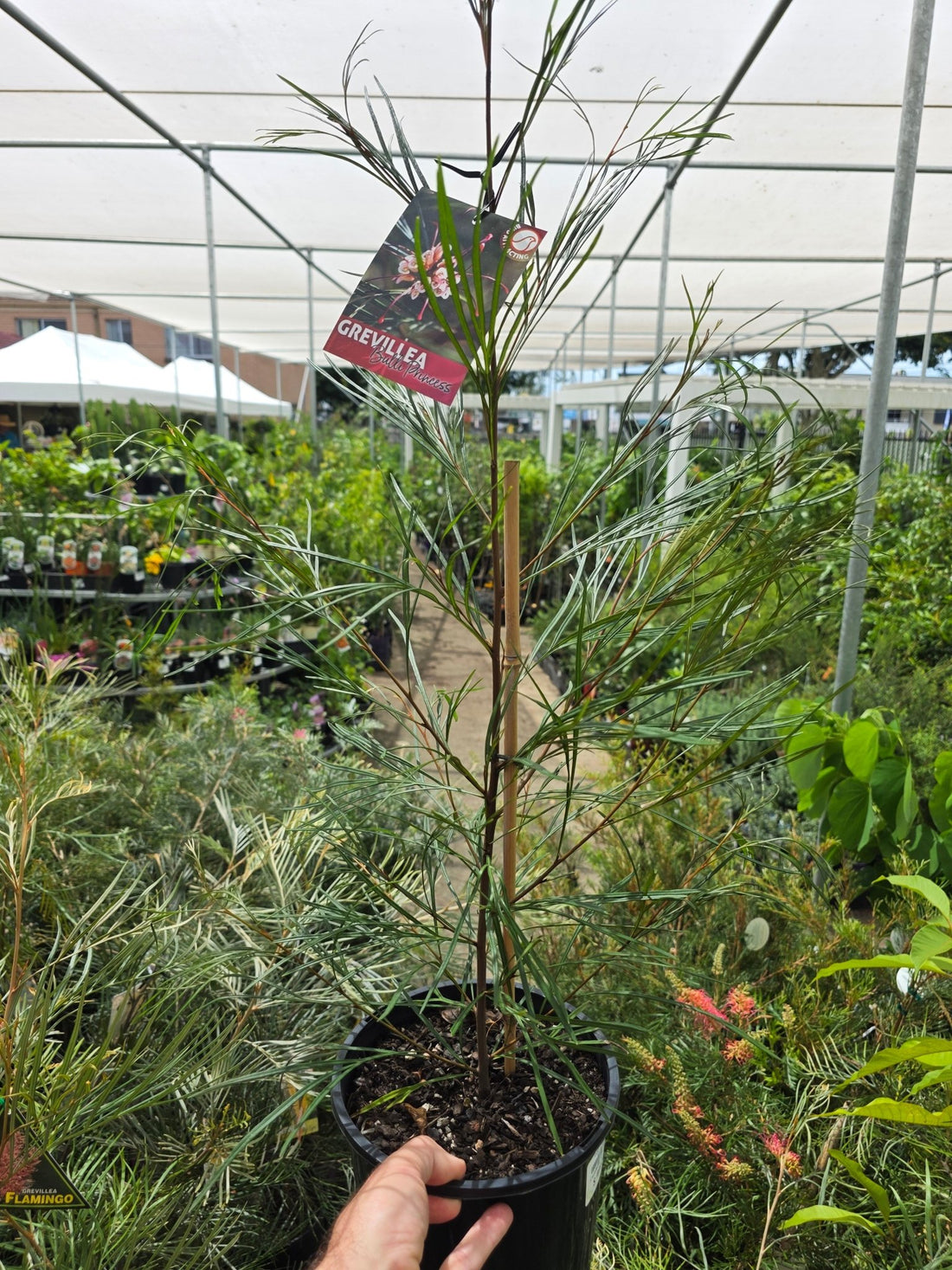 Grevillea ‘Bulli Princess’ - Ladybird Nursery