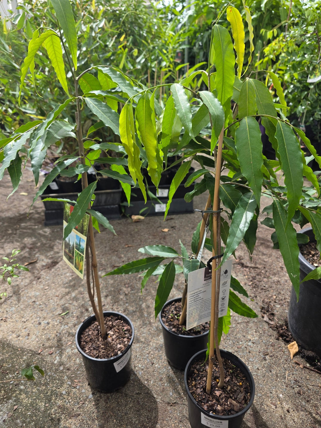 Indian Mast Tree - Ladybird Nursery