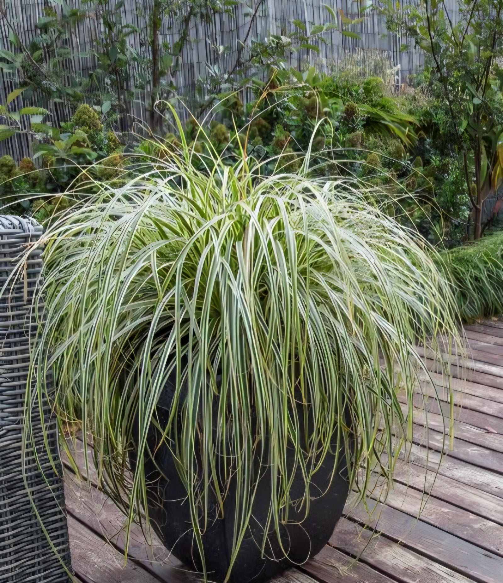 Carex 'Feather Falls' - Ladybird Nursery