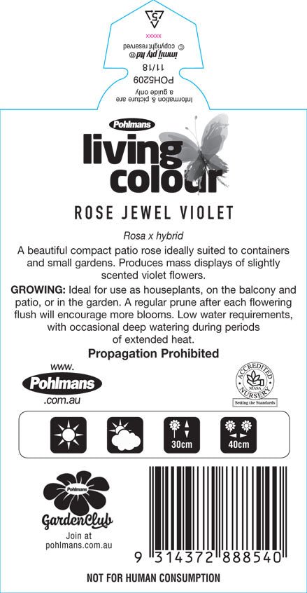 Rose ‘Jewel Miniature Violet’ - Ladybird Nursery