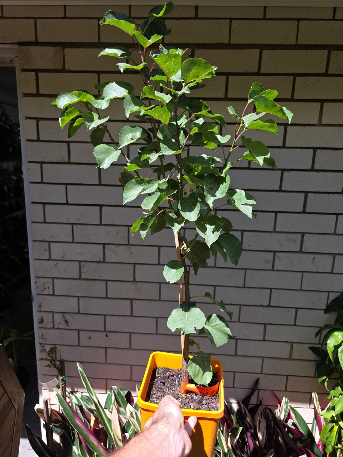 Apricot 'Moorpark' - Ladybird Nursery