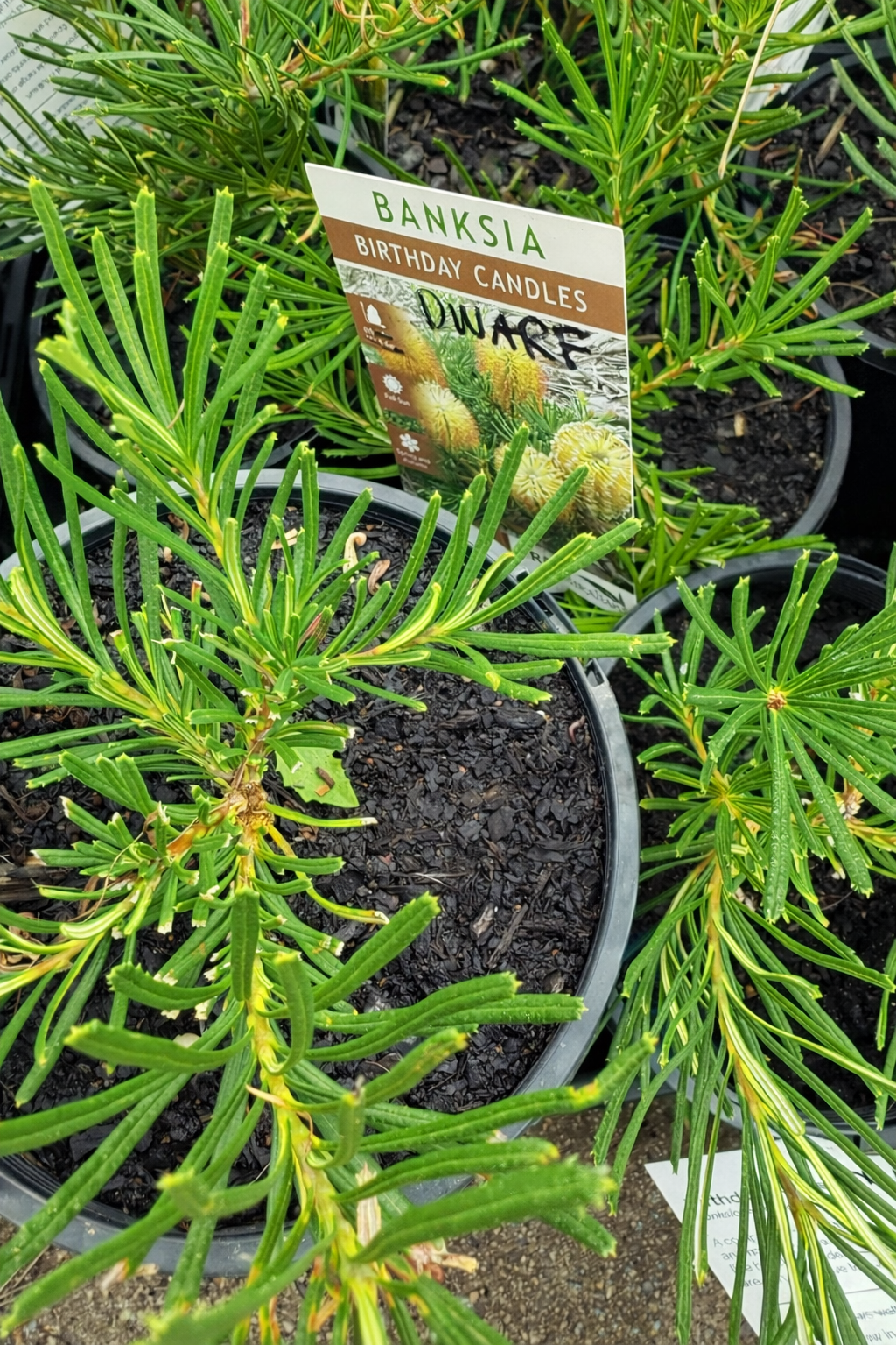 Dwarf Banksia 'Birthday Candles' (Banksia spinulosa) - Ladybird Nursery