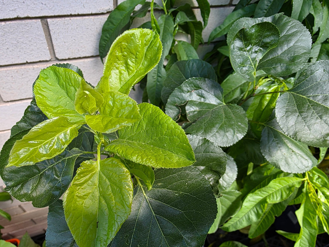 Apricot 'Moorpark' - Ladybird Nursery