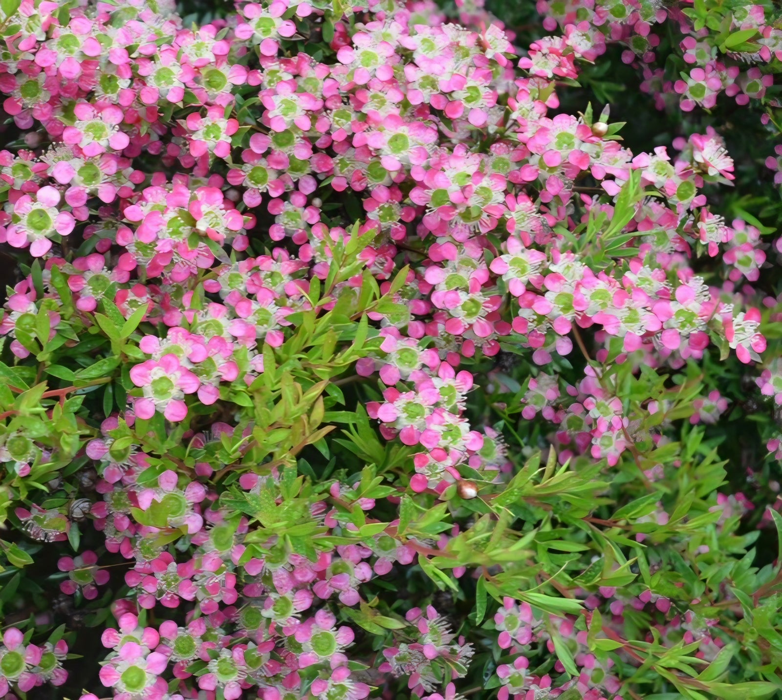 Leptospermum 'Aphrodite'