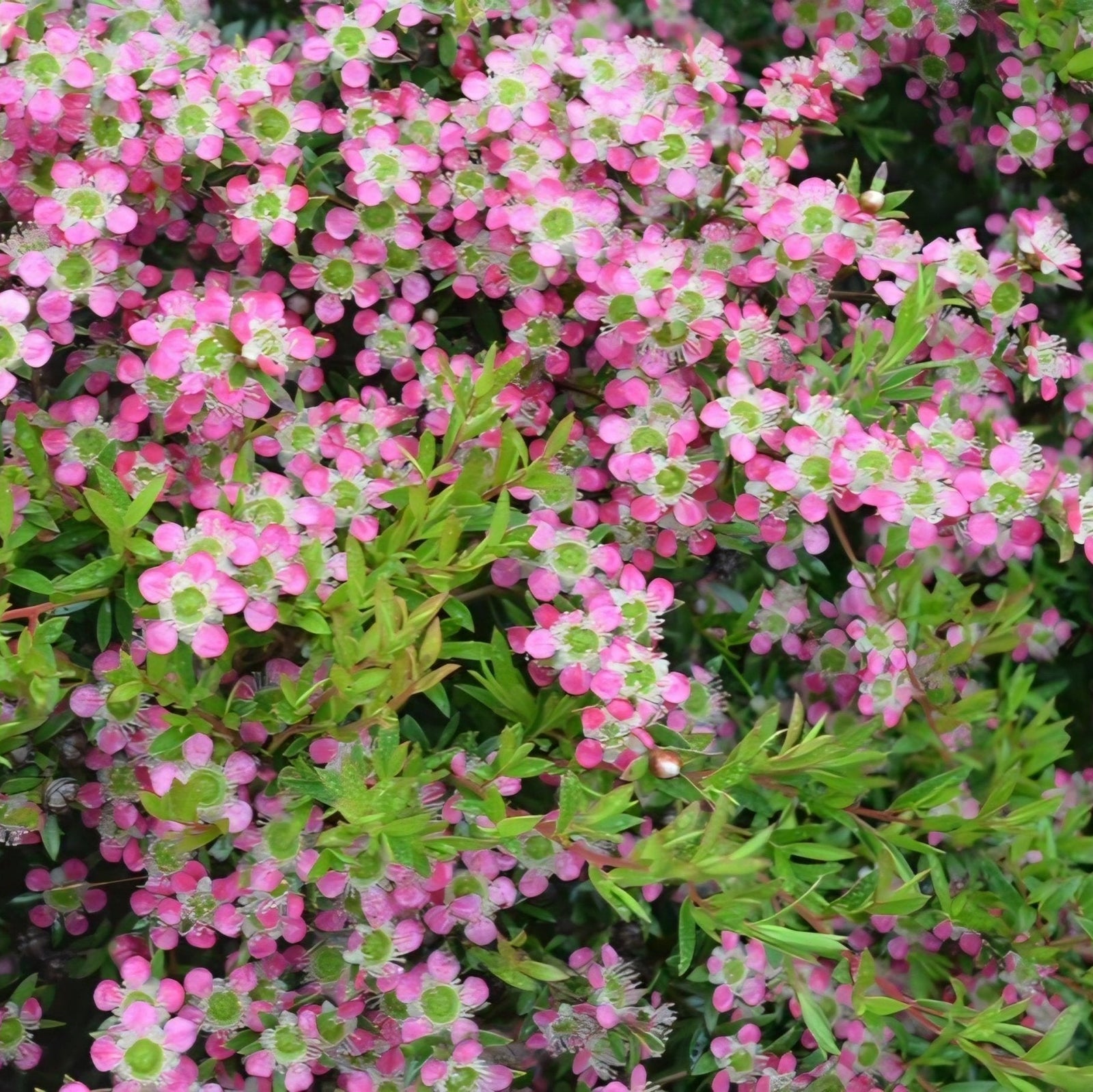Leptospermum 'Aphrodite' - Ladybird Nursery