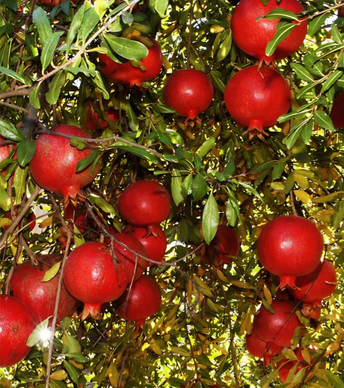 Wonderful Pomegranate (medium size) - Ladybird Nursery