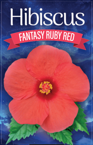 Hibiscus 'Fantasy Ruby Red' (Hibiscus rosa-sinensis) - Ladybird Nursery