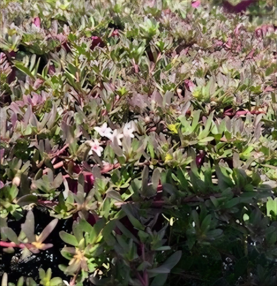 Myoporum ‘Purpurea’ - Ladybird Nursery