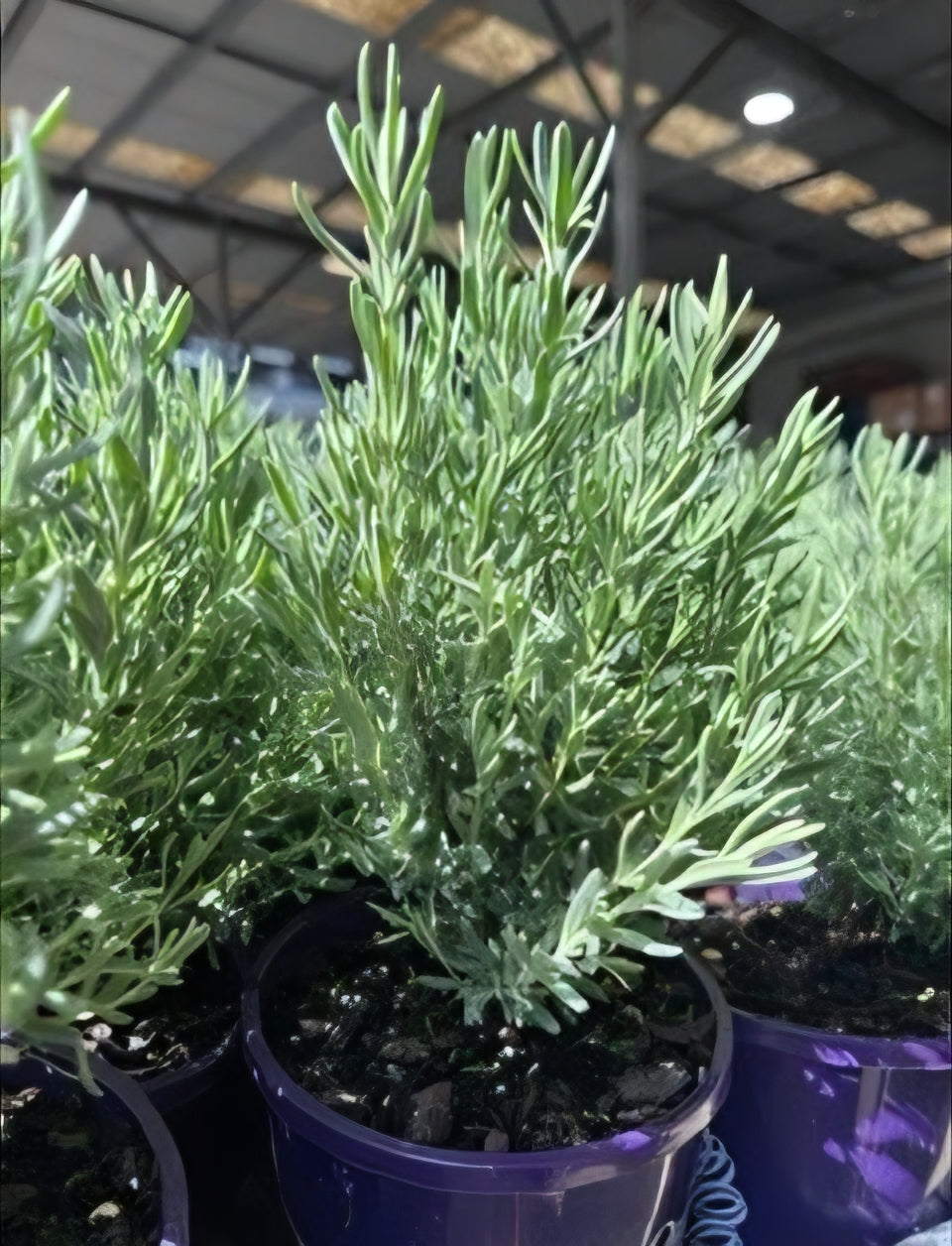 Lavender - The Princess (Lavandula hyb.)