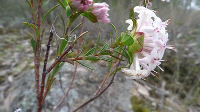 Pimelea linifolia pink - Ladybird Nursery