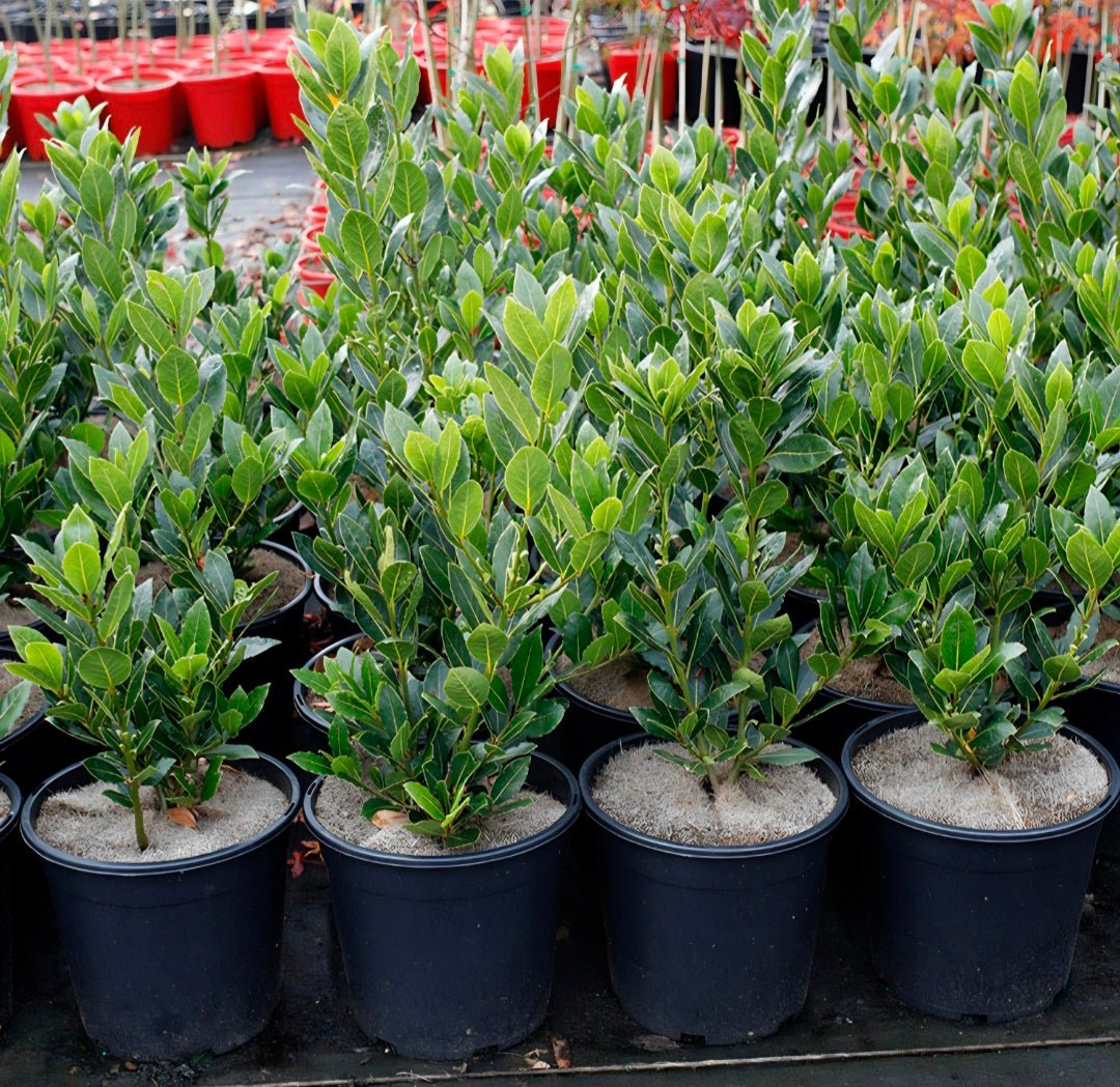 Dwarf Bay Leaf ‘Baby Bay’ - Large - Ladybird Nursery