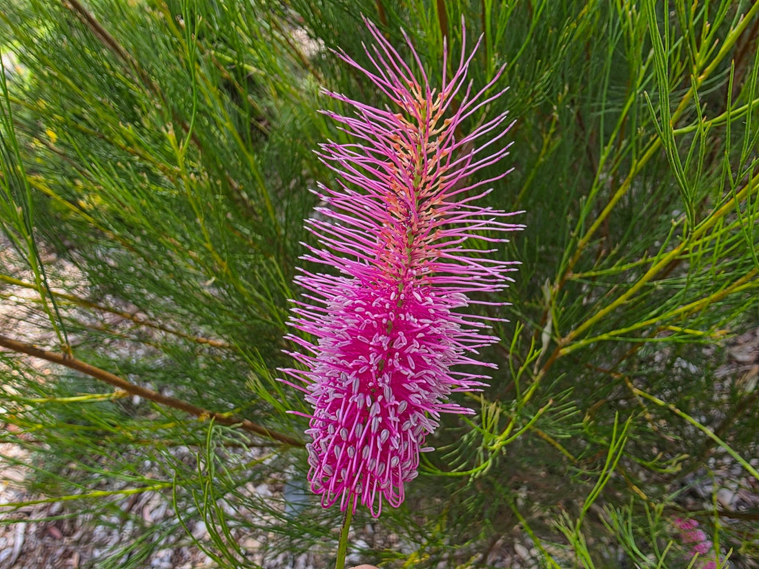 Grevillea 'Panrock Princess' - Ladybird Nursery