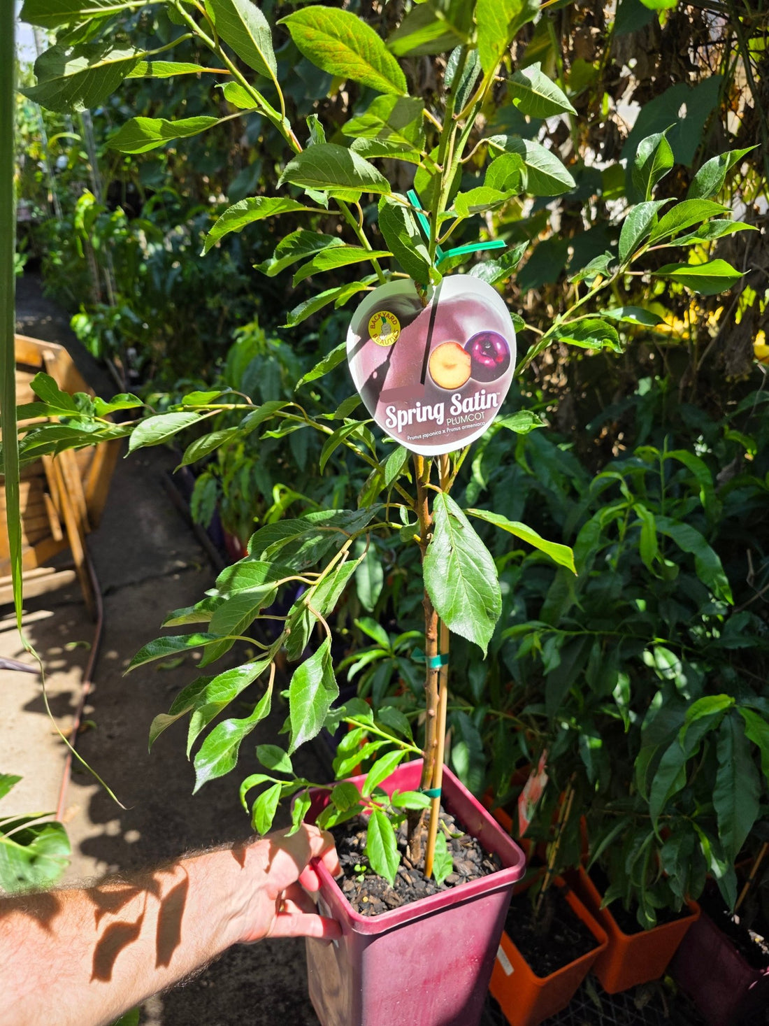 Plumcot Spring Satin - Ladybird Nursery