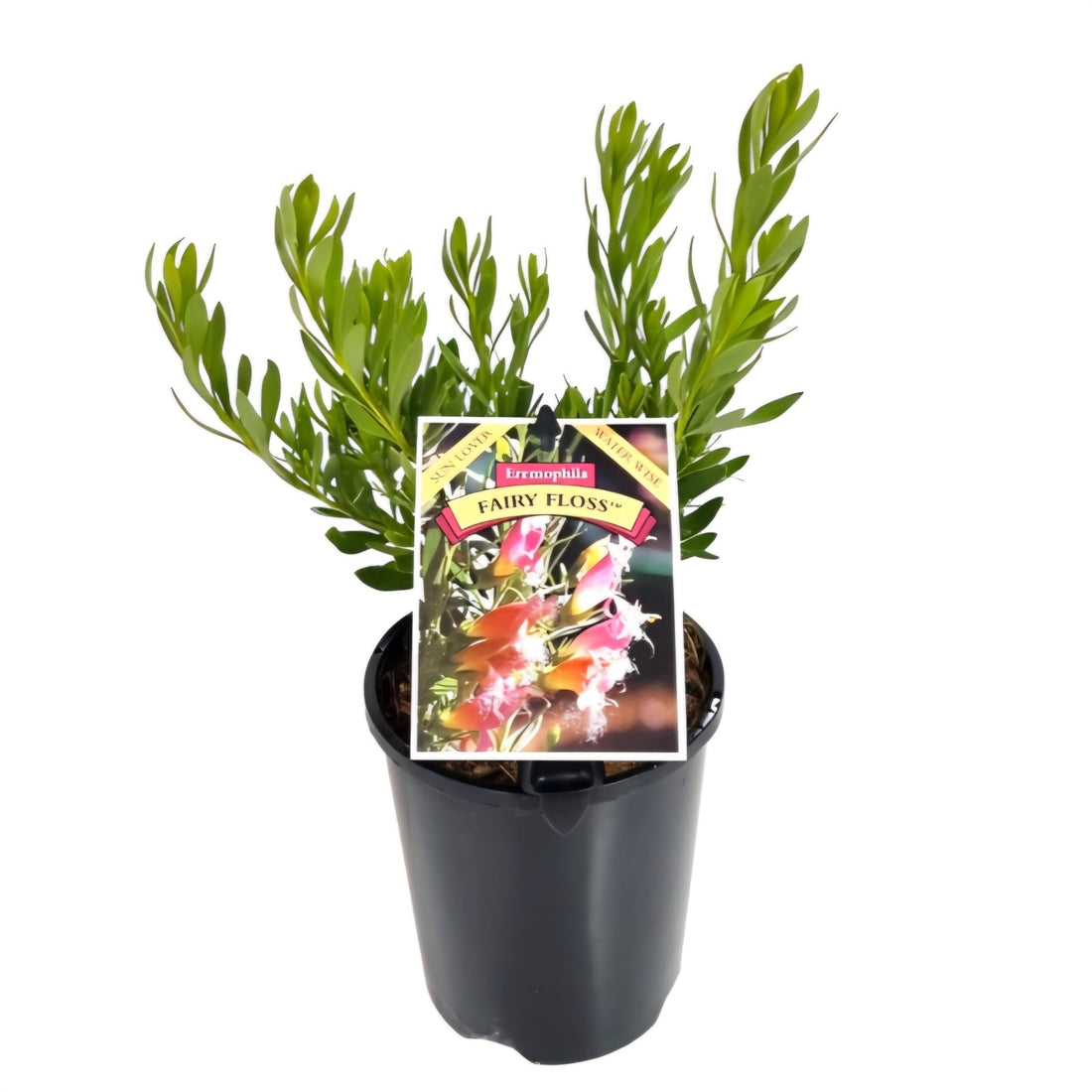 Emu Bush 'Fairy Floss' (Eremophila) - Ladybird Nursery