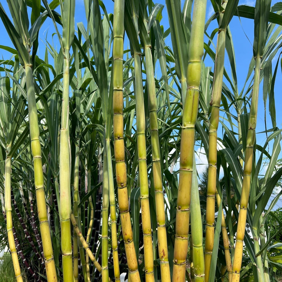 Sugarcane (QLD ONLY) - Ladybird Nursery