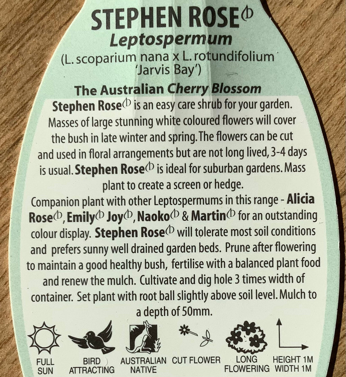 Leptospermum 'Stephen Rose'