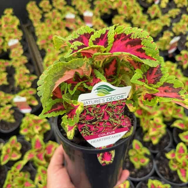 Coleus Heartbreaker - Ladybird Nursery