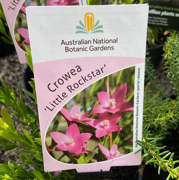 Crowea 'Little Rockstar' - Ladybird Nursery