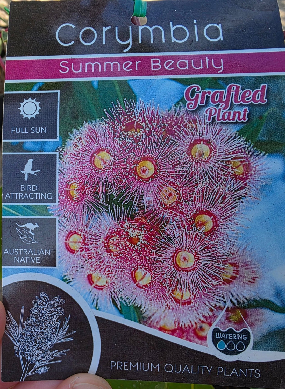 Dwarf Eucalyptus ‘Summer Beauty’ (Corymbia ficifolia) - Ladybird Nursery