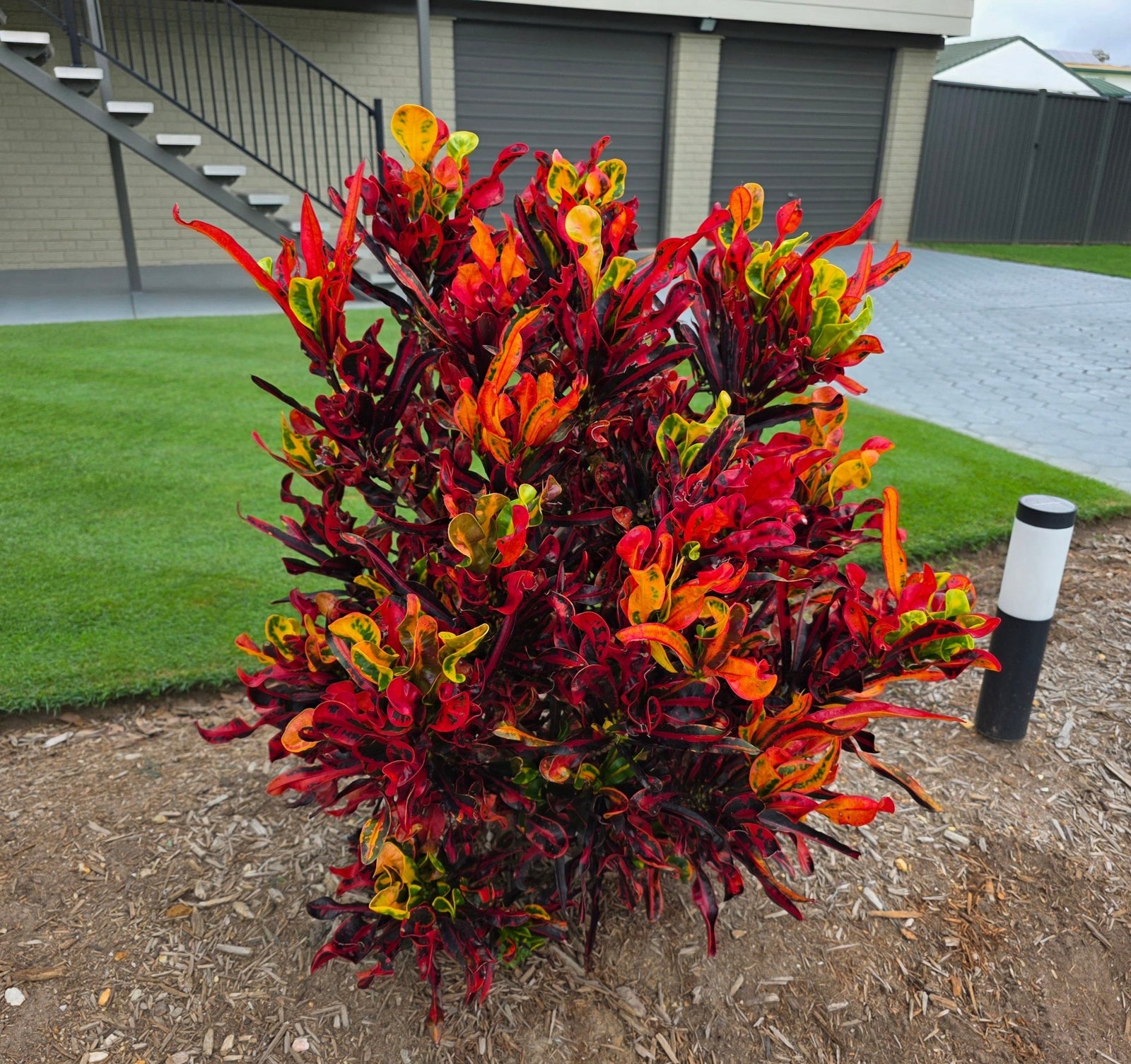 Croton 'Mammy' - Ladybird Nursery