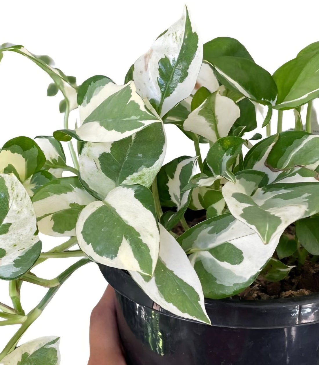 Pothos 'Snow Queen' (Epipremnum aureum) - Ladybird Nursery