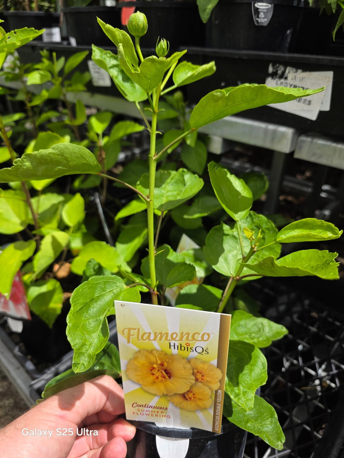 Hibiscus Adonicus Double Yellow (Hibiscus rosa - sinensis) - Ladybird Nursery