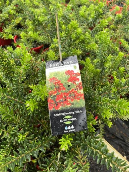 Grevillea ‘Hot Lava’ (groundcover) - Ladybird Nursery
