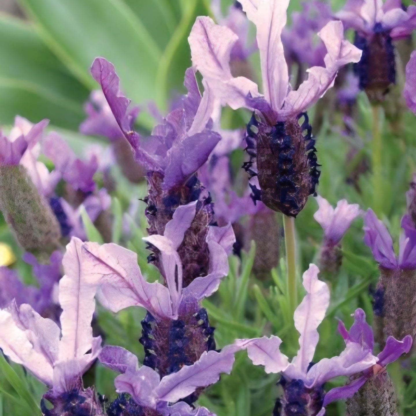 Lavender 'Winter Lace' - Ladybird Nursery