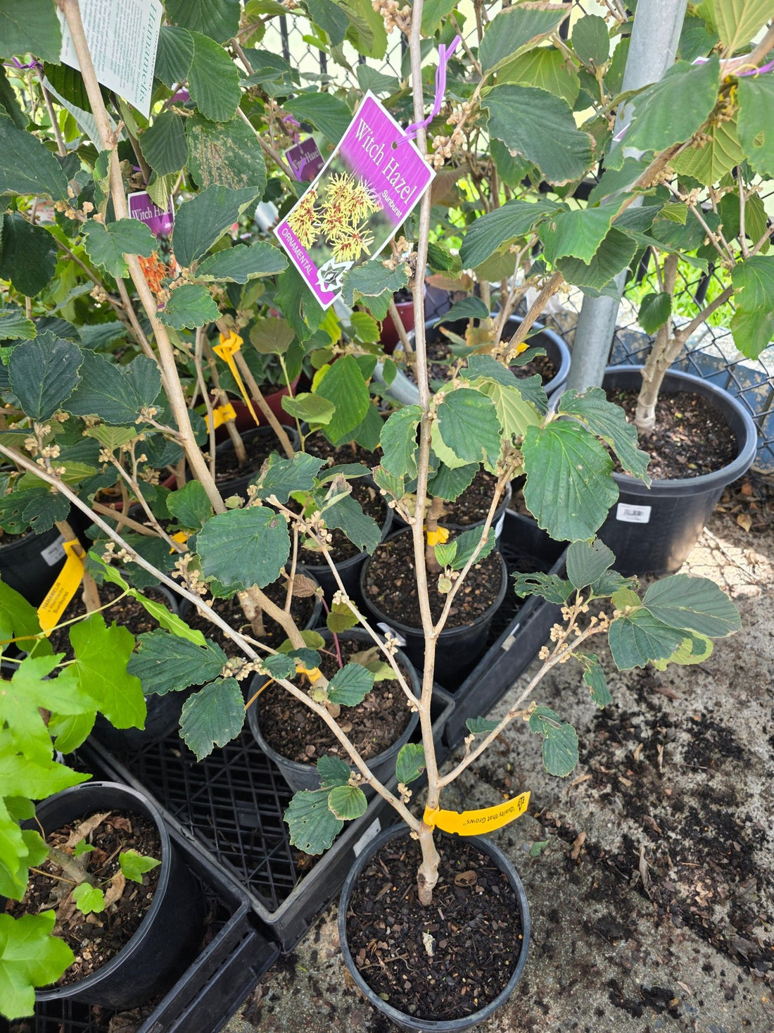 Witch Hazel ‘Sunburst’ (Hamamelis) - Ladybird Nursery