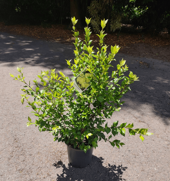 Cinnamon Myrtle (Backhousia myrtifolia) - Ladybird Nursery