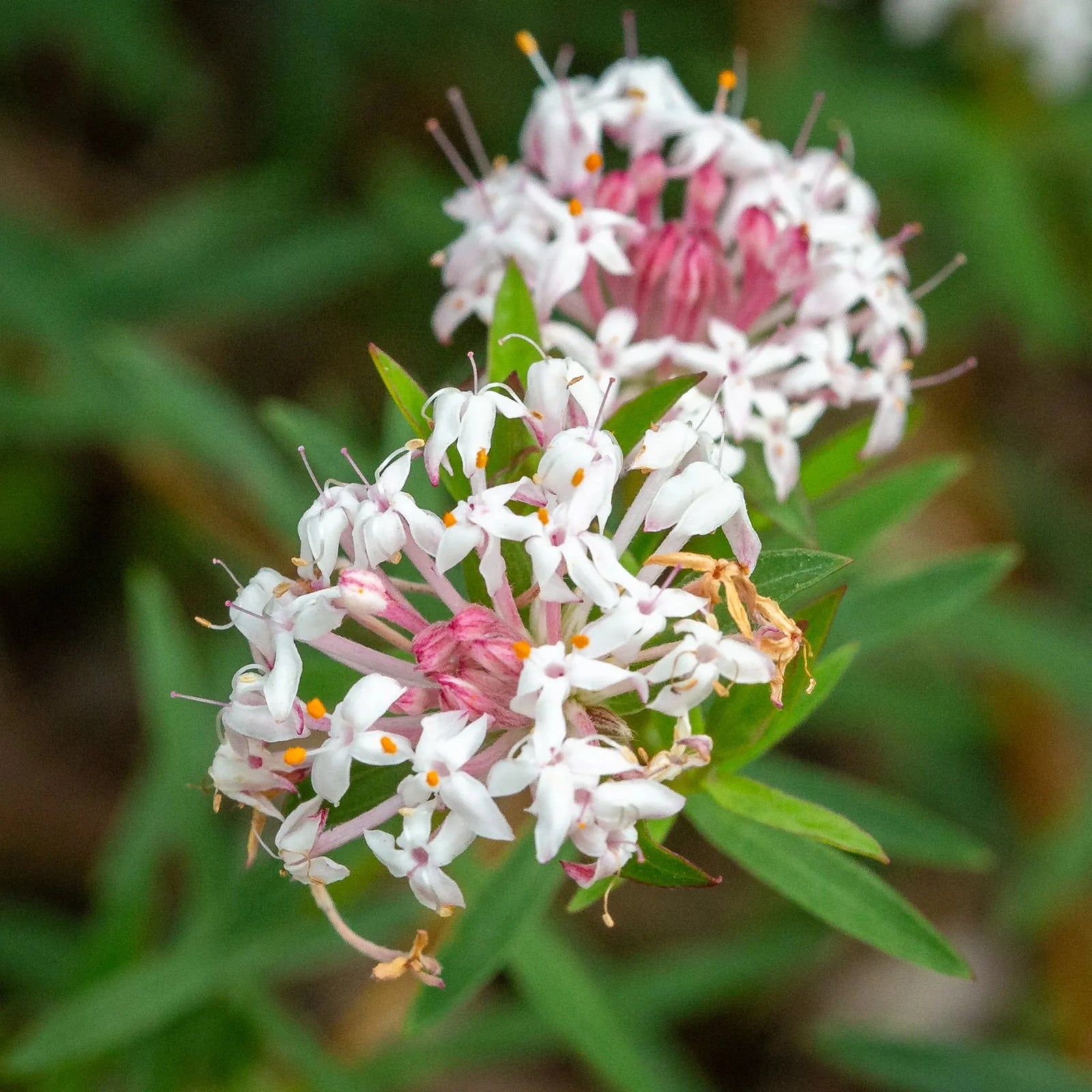 Pimelea linifolia pink - Ladybird Nursery