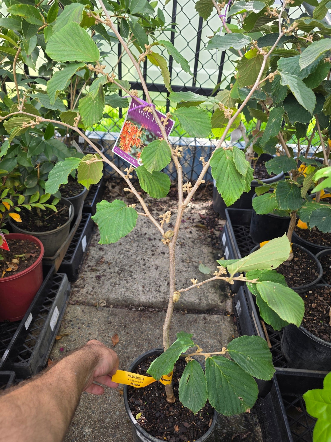 Witch Hazel ‘Jelena’ (Hamamelis) - Ladybird Nursery